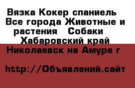 Вязка Кокер спаниель - Все города Животные и растения » Собаки   . Хабаровский край,Николаевск-на-Амуре г.